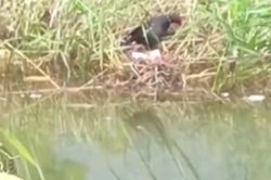CLIP: Cá lóc nhảy lên bờ tấn công chim để bảo vệ đàn con