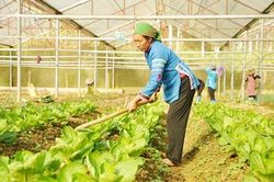 Chuyển đổi số thắp sáng những nương cao ở Bắc Hà