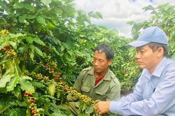 Giá cà phê hôm nay 18/4/2025: Tiếp tục tăng nhẹ