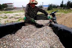 Ngư dân Nghệ An vào mùa cào dắt biển