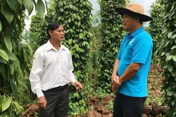 Giá tiêu hôm nay 19/4/2025: Quay đầu giảm mạnh