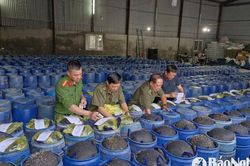 Công an Nghệ An phát hiện 4 cơ sở sử dụng chất kích thích để sản xuất giá đỗ