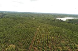 Giá tiêu hôm nay 20/4/2025: Không có biến động