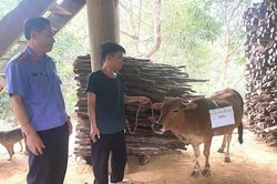 Bi hài chuyện xét nghiệm ADN cho bò