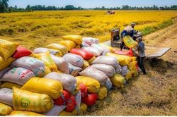 Gạo xuất khẩu Việt Nam trở lại vị trí số 1