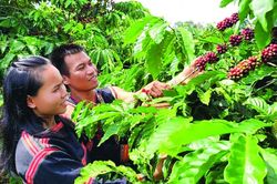 Tín dụng chính sách ở Gia Lai: Phủ xanh hy vọng trên vùng đất đỏ