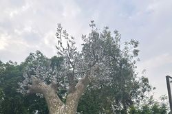 Hồi sinh cây xà cừ 70 năm tuổi bị đổ do bão Yagi thành tác phẩm nghệ thuật