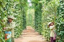 Giá tiêu hôm nay 22/4/2025: Giảm nhẹ trở lại
