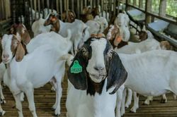 Giá dê tăng cao, nông dân Nghệ An có lãi khá