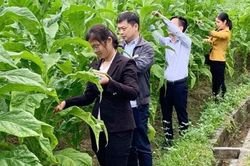 Hà Quảng, Cao Bằng: Tăng cường nguồn lực giảm nghèo thông tin, tạo 'lối mở' phát triển bền vững
