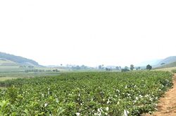 Khoa học công nghệ mở đường cho nông sản Bắc Trung Bộ bứt phá