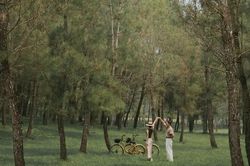 Lạc bước giữa rừng thông cổ ở lăng Gia Long