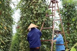 Giá tiêu hôm nay 23/4/2025: Giảm nhẹ 500 đồng