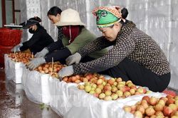 Kết nối, ký kết thỏa thuận hợp tác tiêu thụ vải thiều Bắc Giang