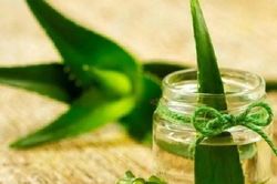 Loài hoa ngàn năm nở một lần, gia chủ ắt phát tài rực rỡ
