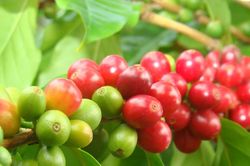 Giá cà phê hôm nay 24/4/2025: Tiếp tục giảm nhẹ