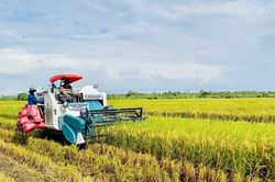 Nhiều yếu tố hỗ trợ giá gạo phục hồi