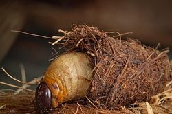 Những thú vị bất ngờ về con đuông dừa