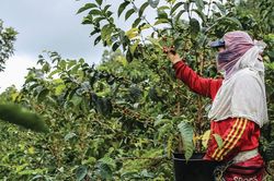 Giá cà phê hôm nay 25/4/2025: Tăng mạnh trở lại