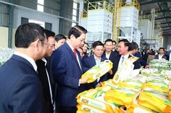 Đưa gạo xứ Thanh ra thế giới