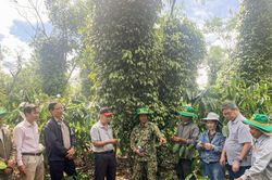 Giá cà phê hôm nay 26/4/2025: Tiếp tục tăng mạnh