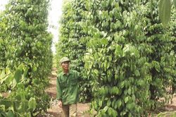 Giá tiêu hôm nay 26/4/2025: Lại dừng đà tăng