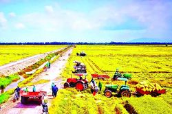 Đẩy mạnh sản xuất lúa chất lượng cao: Liên kết chặt chẽ để đảm bảo đầu ra cho nông dân