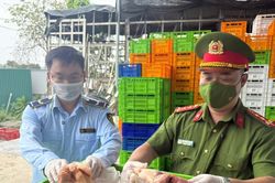 Tạm giữ hơn 18 tấn gà đông lạnh bốc mùi tại Hà Nội