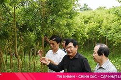 Tràm trà, tràm năm gân – cây trồng mới hiệu quả kinh tế cao tại Hà Tĩnh