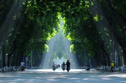 Cây xanh đô thị - 'Tuyến phòng thủ' cuối cùng trước làn sóng nhiệt