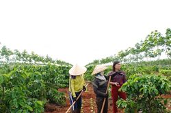 Giá tiêu hôm nay 29/4/2025: Dự báo ở dưới 160,000 đồng trước nghỉ lễ 30/4