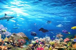 Sáng kiến hồi sinh đại dương toàn cầu