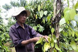 Giá tiêu hôm nay 30/4/2025: Ổn định trong kỳ nghỉ lễ 30/4