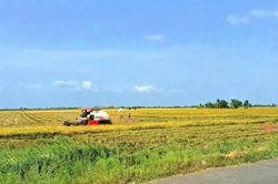 Cánh đồng ơi, tuổi thơ tôi…