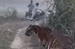 CLIP: Hổ dữ bất ngờ xuất hiện gần làng, người dân thản nhiên quay phim và cái kết bất ngờ