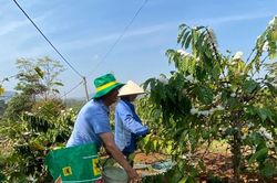 Giá cà phê hôm nay 4/5/2025: Tăng mạnh trở lại