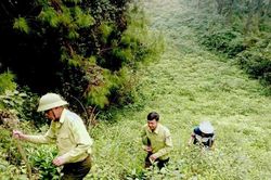 Nam Đàn tăng cường phòng chống cháy rừng tại các điểm di tích lịch sử