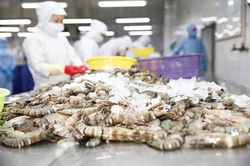 Việt Nam và Cuba hợp tác mở rộng hợp tác nuôi tôm công nghệ cao