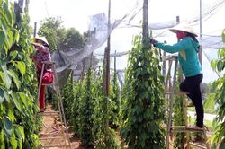Giá tiêu hôm nay 8/5: Tiếp tục giảm nhẹ
