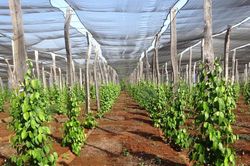 Giá tiêu hôm nay 9/5/2025: Giữ giá mức cao