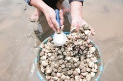 Thu hoạch ngao ở bãi ngang Nghệ An