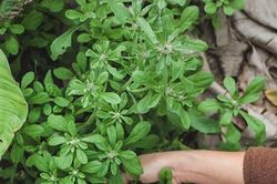 Cây dại mọc bờ bụi xưa cho gà ăn, nay thành đặc sản người thành phố tranh nhau mua vì hương vị lạ, 80.000 đồng/kg