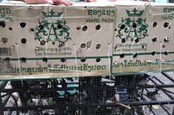 Khách mang theo chim đến quán cà phê ở Huế phải chứng minh nguồn gốc