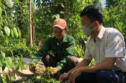Giá tiêu hôm nay 13/5/2025: Dự báo tiếp tục tăng