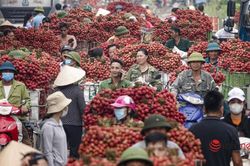 Vải thiều sẵn sàng cho xuất khẩu mùa vụ 2025