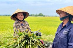 Nhiều diện tích lúa xuân mất mùa