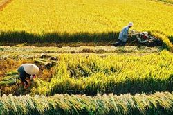 Giá lúa gạo hôm nay 14/5/2025: Giá lúa giảm mạnh