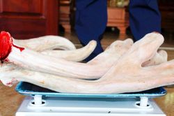 Cặp nhung hươu nặng 2,76kg ở Nghệ An được bán với giá hơn 40 triệu đồng