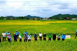 Giống lúa TBR 97 và Thái Xuyên 111 cho năng suất cao tại Nghệ An