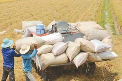 Giá lúa gạo hôm nay 15/5/2025: Giá gạo tăng nhẹ